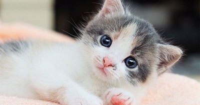 ねこ